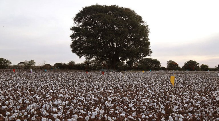 Área plantada é maior, mas problemas climáticos devem reduzir safra em 6%