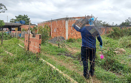 Meningite transmitida por caramujo: Fiocruz detecta ratos infectados