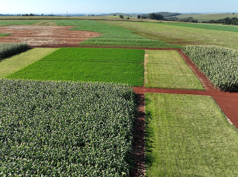 Soja Baixo Carbono terá primeiro dia de campo amanhã na Embrapa Soja