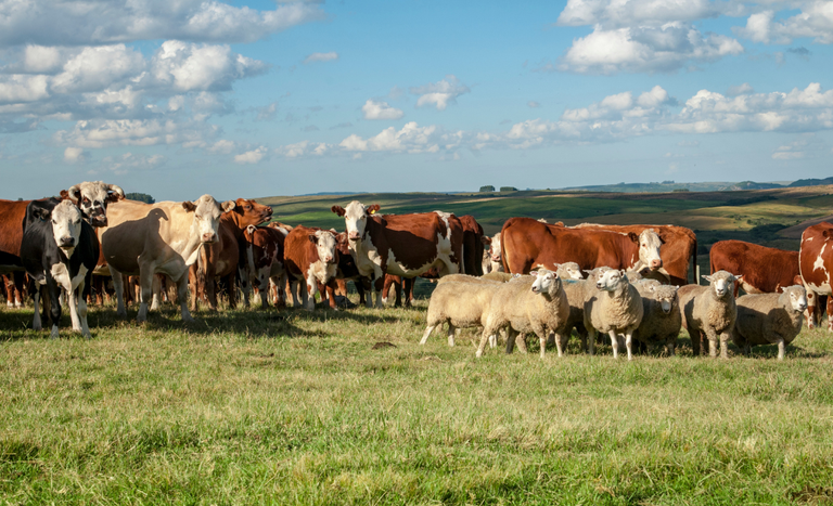 Carne bovina é produto pecuário de destaque nas exportações brasileiras