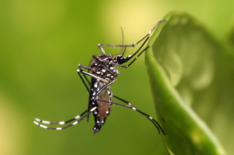 Ensaio clínico aponta eficácia e segurança da vacina de chikungunya em adolescentes