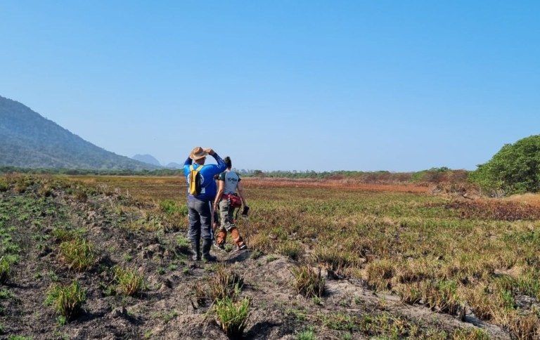 ICMBio e catadores localizam novo habitat para o guaiamum, ameaçado de extinção