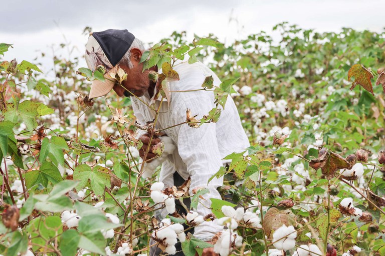 Inpi reconhece Região dos Inhamuns (CE) como centro produtor de algodão agroecológico