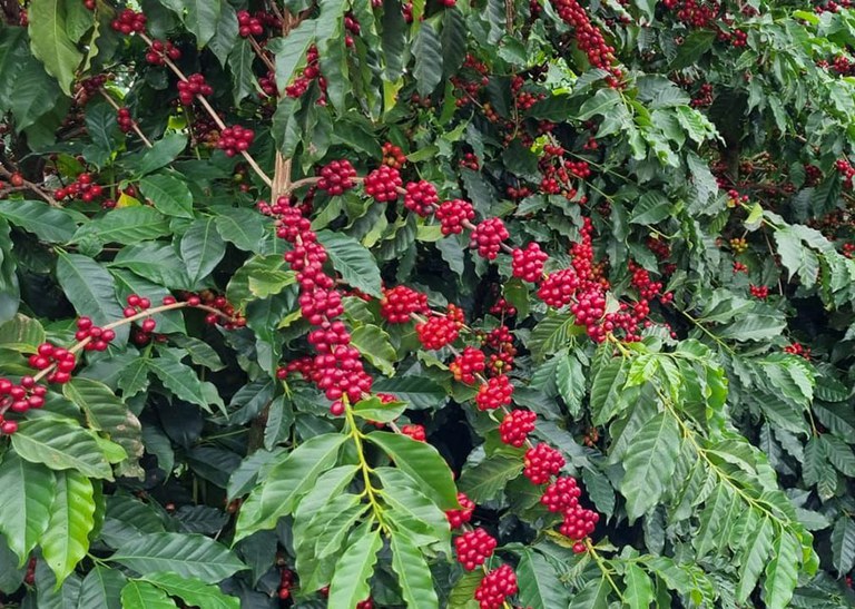 Pesquisa da Embrapa insere abelhas em cafezais e produtividade sobe 16,5%