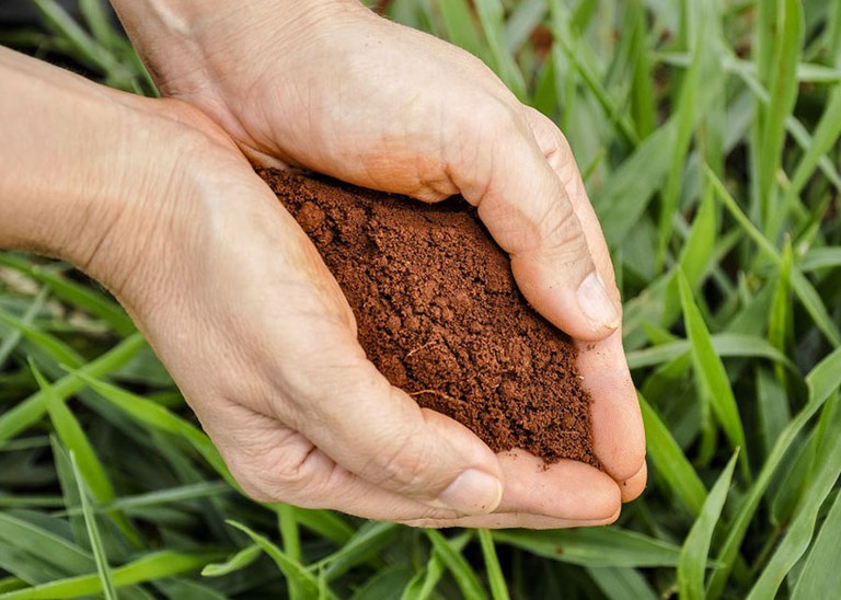 Embrapa na COP 29: Brasil é líder mundial em uso de biofertilizantes e biodefensivos