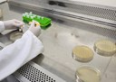 Biofábrica que usa bactéria como matéria-prima dá dinheiro, garante Embrapa Biofábrica que usa bactéria como matéria-prima dá dinheiro, garante Embrapa