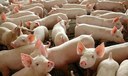 Investimento de R$ 15,6 milhões do Novo PAC acelera pesquisas em suínos e aves