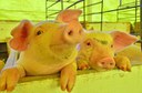 Investimento de R$ 15,6 milhões do Novo PAC acelera pesquisas em suínos e aves