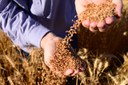 Conab estima produção de 322,53 milhões de toneladas de grãos na safra 2024/25