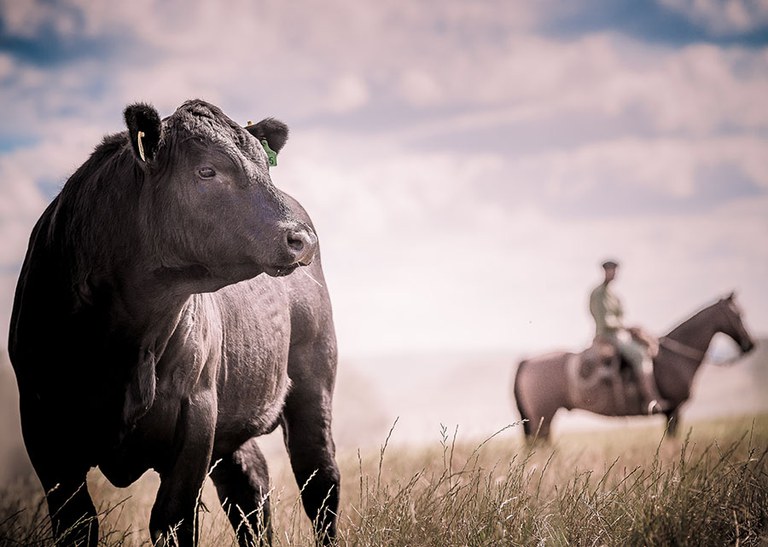 Nova plataforma reúne dados da cadeia produtiva da carne bovina