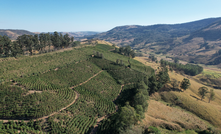 Café do Vale da Grama (SP) conquista selo de Indicação Geográfica