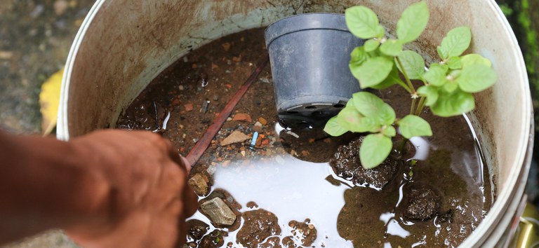 “Olhe com olhos de mosquito”, sugere Fiocruz sobre buscar e extinguir criadouros do Aedes aegypti