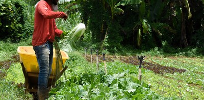 Fornecer alimentos para programas federais aumenta renda de agricultores familiares