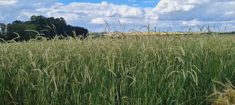 Cultivo de centeio no Brasil ganha zoneamento agrícola de risco climático