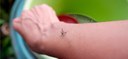 Dengue: entenda o que são, os sorotipos da doença e porque o tipo 3 é o que mais preocupa atualmente no Brasil