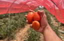 Embrapa conduz cultivo protegido de tomate que supera produção em Alagoas