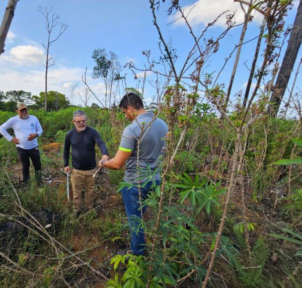 Mapa declara emergência fitossanitária ao risco de surto da praga da mandioca no Amapá e Pará