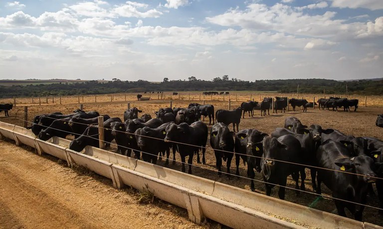 Conab: produção de carnes no Brasil passa de 31 milhões de toneladas em 2024