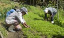 Redes de agricultores familiares fortalecem sistemas orgânicos no Brasil