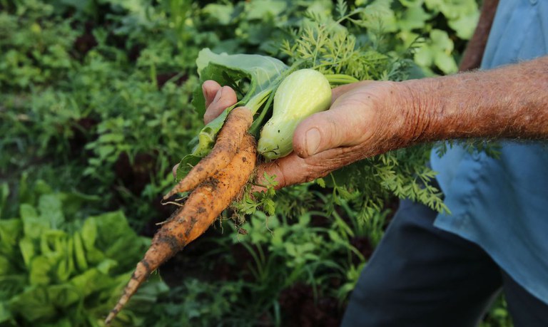 Desenrola Rural: agricultor familiar vai quitar dívidas e produzir mais alimentos