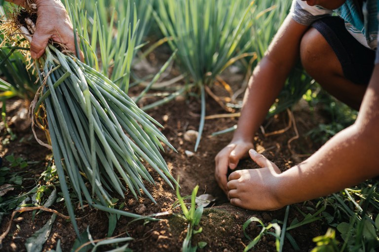 Desenrola Rural vai beneficiar mais de 250 mil produtores da agricultura familiar em 2025