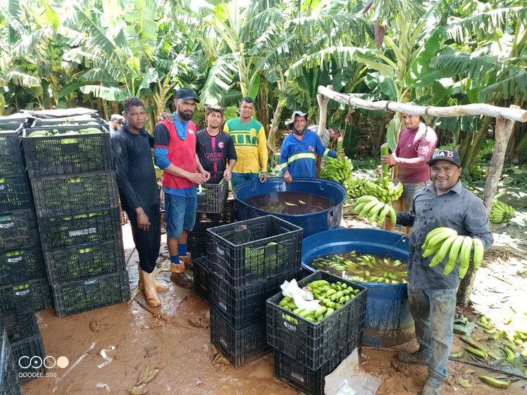 Colheita de banana em Irecê (BA) reforça potencial da fruticultura irrigada no Médio São Francisco