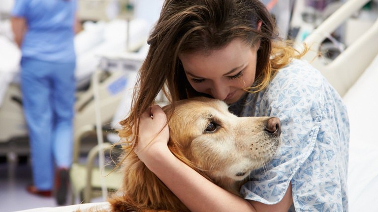 Serviço assistido por animais: o poder do afeto na recuperação hospitalar Serviço assistido por animais: o poder do afeto na recuperação hospitalar