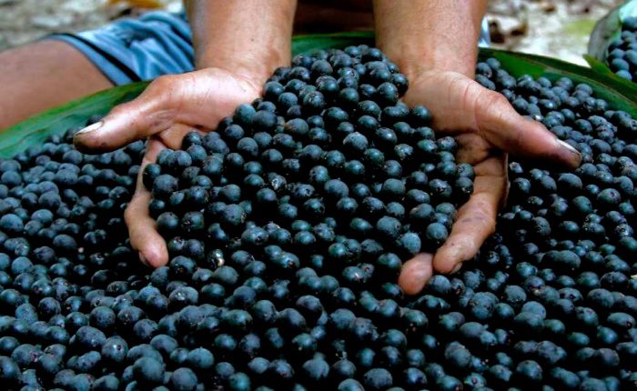 Fundo Amazônia apoia pequenos produtores e extrativistas com R$ 39 milhões Fundo Amazônia apoia pequenos produtores e extrativistas com R$ 39 milhões