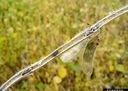 Embrapa e Unesp desenvolvem cultivo de fungo que controla o 'mofo branco' Embrapa e Unesp desenvolvem cultivo de fungo que controla o 'mofo branco'