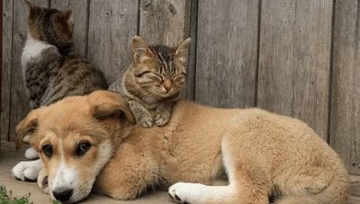Governo Federal lança programa gratuito para identificar e proteger cães e gatos