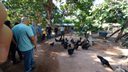 Indígenas Ianomami buscam soluções na Embrapa para segurança alimentar