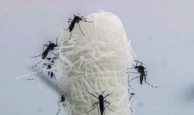 Ministério da Saúde amplia ações de enfrentamento à dengue para 312 municípios