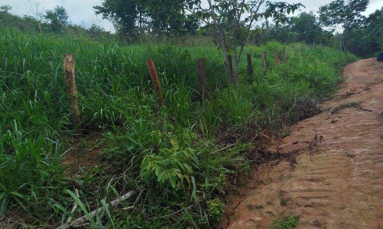 Operação federal retira cercas em área ilegal de gado na Terra Indígena Arariboia Operação federal retira cercas em área ilegal de gado na Terra Indígena Arariboia