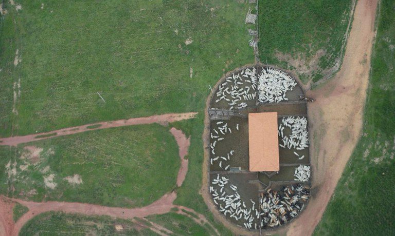 Operação federal na Terra Araribóia (MA) retira gado ilegal, conforme determinação do STF Operação federal na Terra Araribóia (MA) retira gado ilegal, conforme determinação do STF