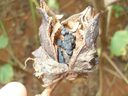trichoderma.jpg