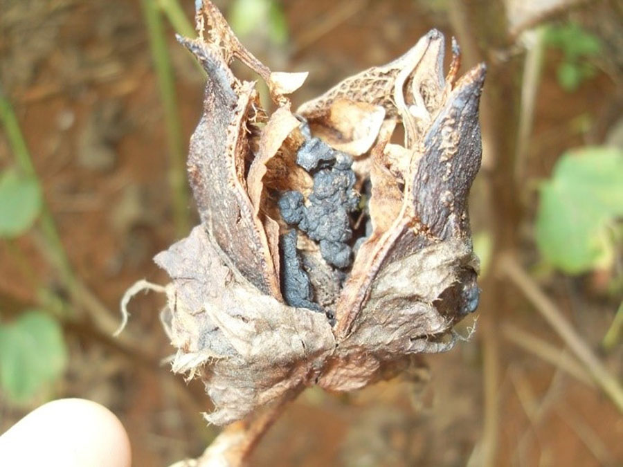 trichoderma.jpg