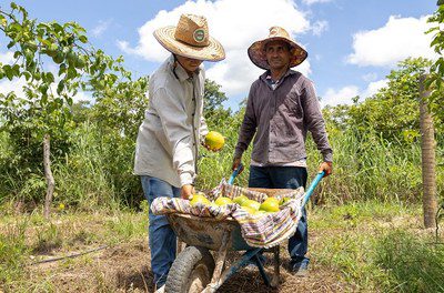 Agricultores familiares poderão contar com aplicativo para manejo de irrigação Agricultores familiares poderão contar com aplicativo para manejo de irrigação