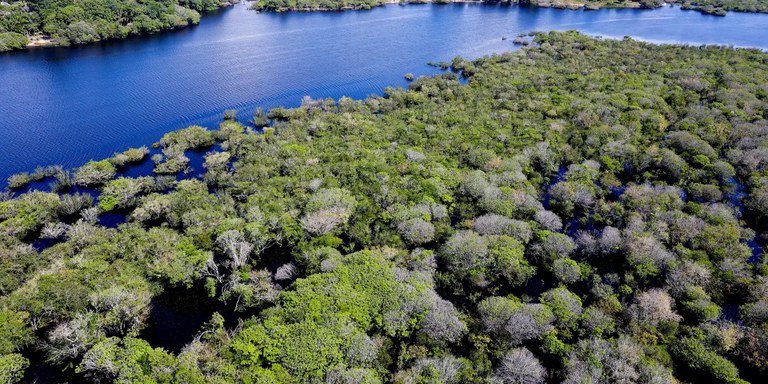 BNDES ultrapassa R$ 650 milhões em investimentos para restauração de florestas