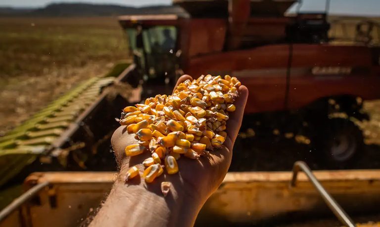 Conab: com mais produtividade, safra de grãos 24/25 projeta recorde de 332,9 milhões de toneladas Conab: com mais produtividade, safra de grãos 24/25 projeta recorde de 332,9 milhões de toneladas