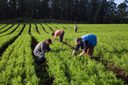 Dia de luta e de celebração pelas conquistas nas cidades e no campo Dia de luta e de celebração pelas conquistas nas cidades e no campo