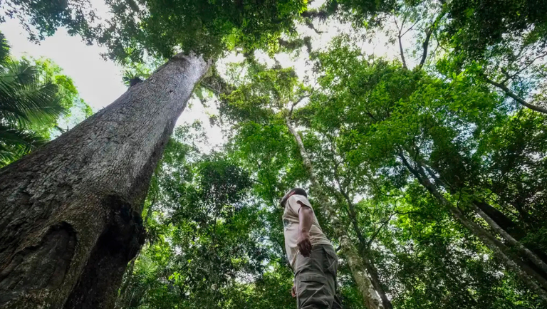 Dia Nacional da Mata Atlântica: conheça destinos sustentáveis em um dos biomas mais ricos do mundo Dia Nacional da Mata Atlântica: conheça destinos sustentáveis em um dos biomas mais ricos do mundo