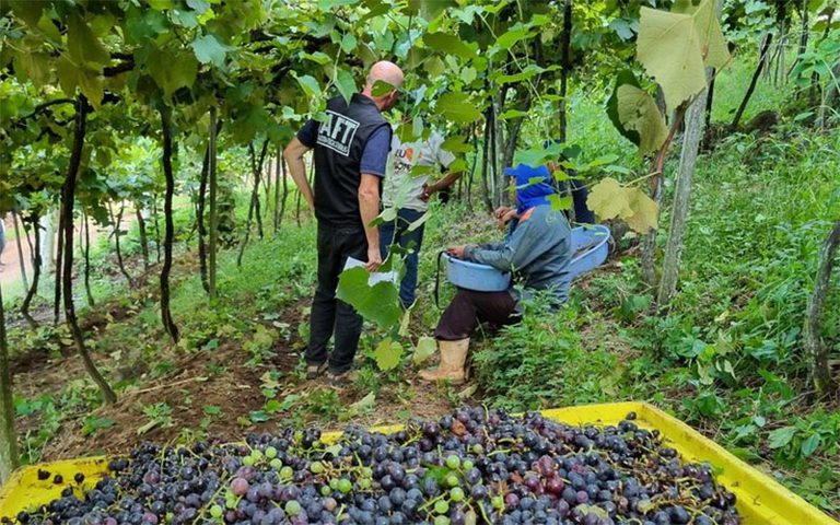Formalização na safra da uva cresce mais de 480% no Rio Grande do Sul em três anos
