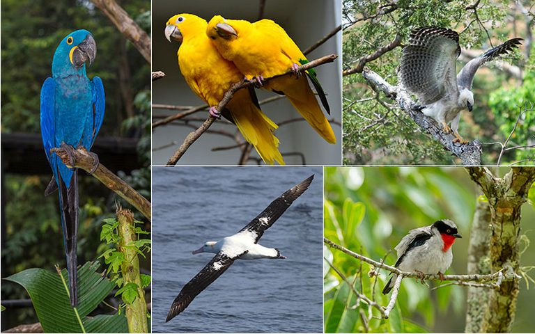 ICMBio traz dados de sequenciamento genético de 400 espécies da fauna do País ICMBio traz dados de sequenciamento genético de 400 espécies da fauna do País