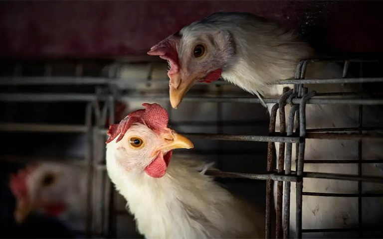 Nota à imprensa – Influenza Aviária e o efeito sobre as exportações de aves Nota à imprensa – Influenza Aviária e o efeito sobre as exportações de aves