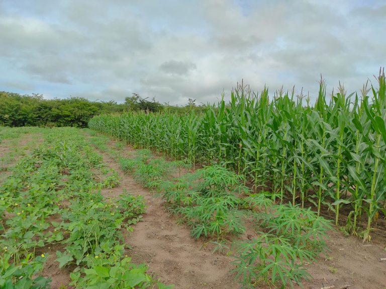 Roça Sustentável: experiência 'antiga' aumenta produtividade em até cinco vezes Roça Sustentável: experiência 'antiga' aumenta produtividade em até cinco vezes
