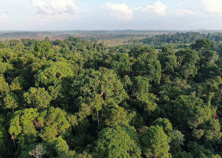 Amazônia ganha centro de pesquisas para apoiar a recuperação de áreas desmatadas e degradadas