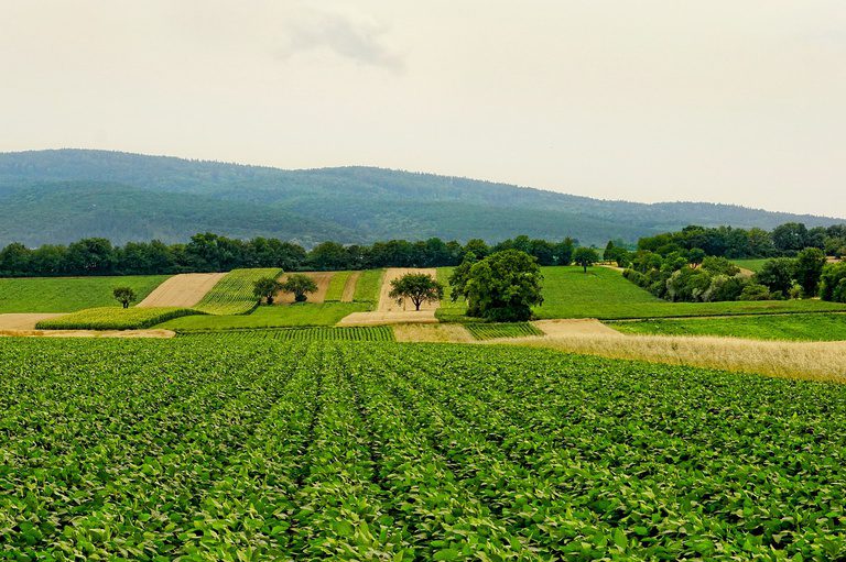 Brasil defende na COP 30 irrigação como aliada à agricultura sustentável Brasil defende na COP 30 irrigação como aliada à agricultura sustentável