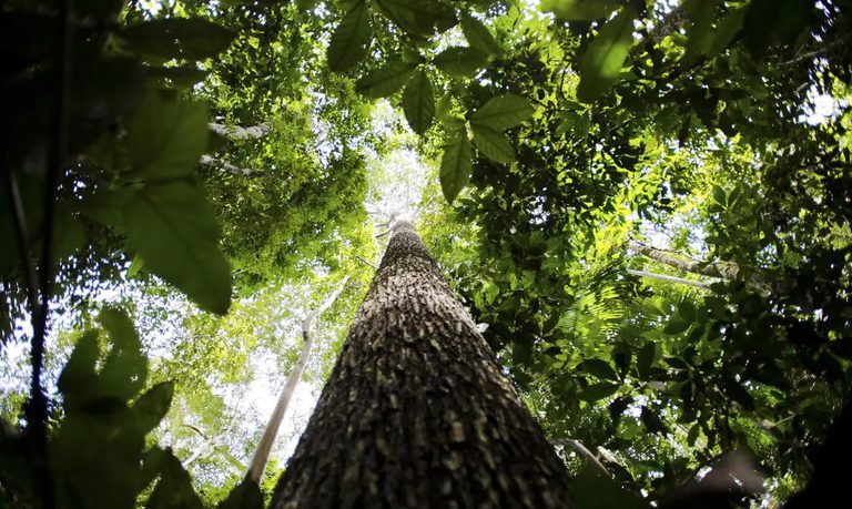 Fundo Amazônia tem melhor semestre da história com R$ 1 bilhão em aprovações Fundo Amazônia tem melhor semestre da história com R$ 1 bilhão em aprovações