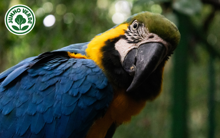 Araras-canindés retornam ao Parque Nacional da Tijuca após mais de 200 anos de extinção da espécie no RJ Araras-canindés retornam ao Parque Nacional da Tijuca após mais de 200 anos de extinção da espécie no RJ