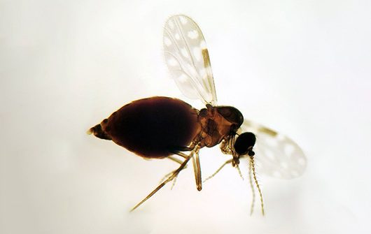 Desmatamento na Amazônia ajuda a provocar casos de oropouche em outras regiões Desmatamento na Amazônia ajuda a provocar casos de oropouche em outras regiões